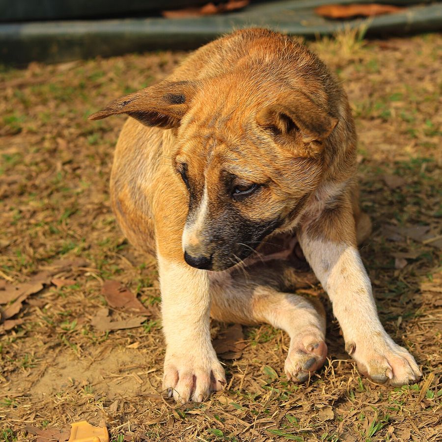 Portrait of Amani, a Tanzanian community dog looking for a home