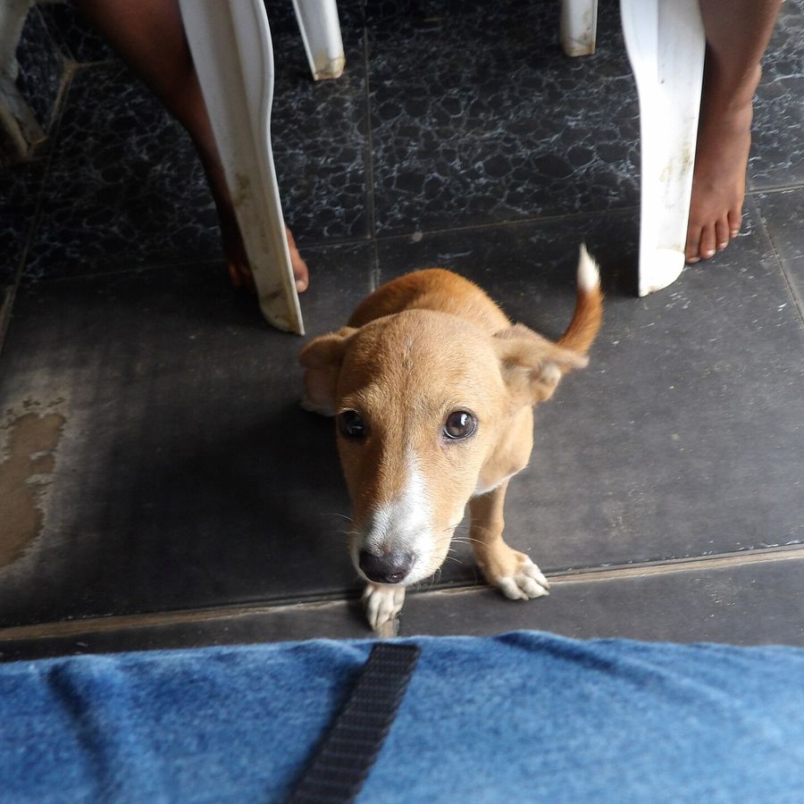 Portrait of Asha, a Tanzanian community dog looking for a home