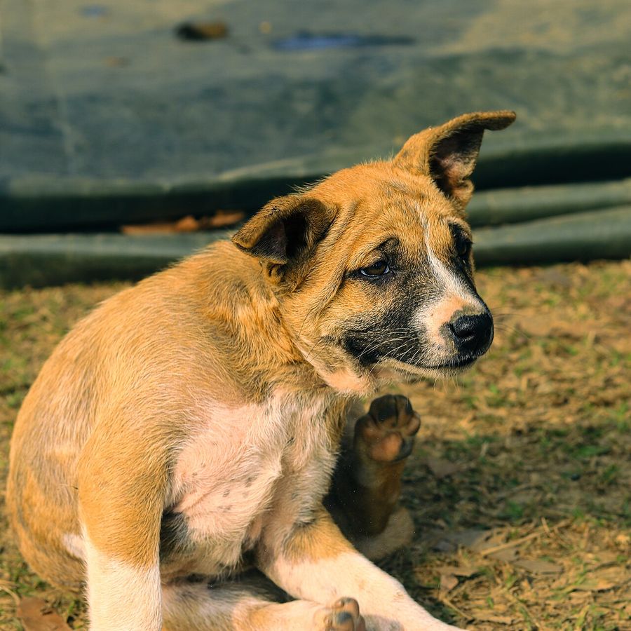 Portrait of Bahati, a Tanzanian community dog looking for a home