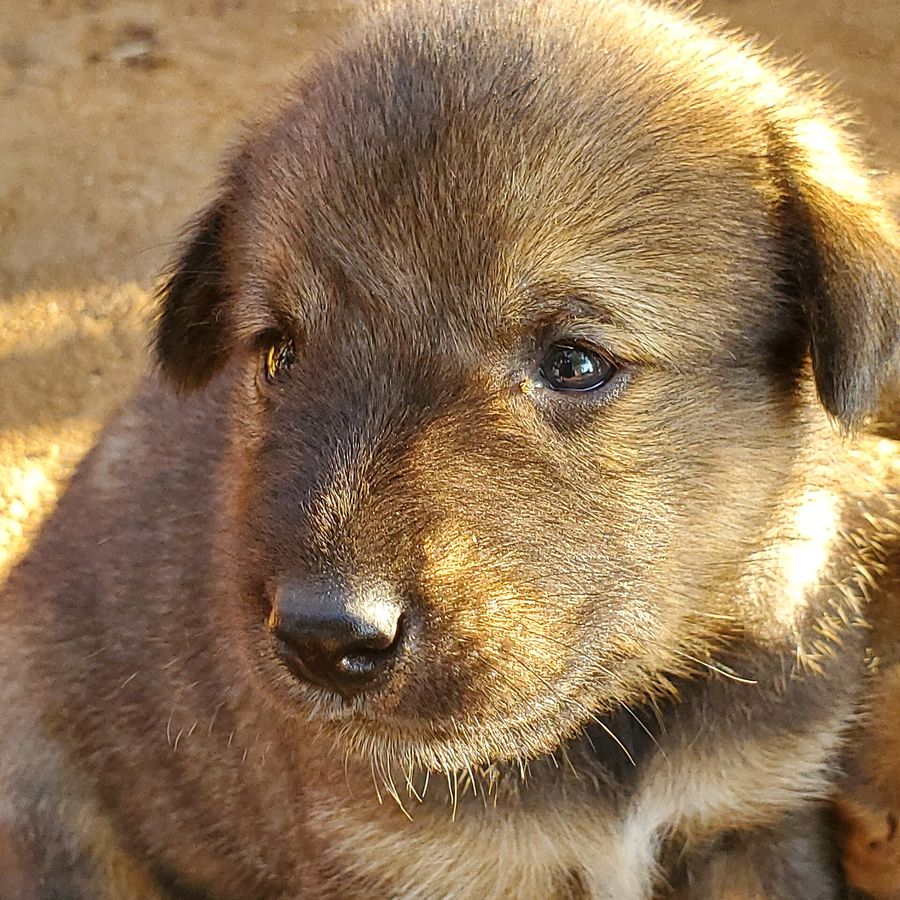 Portrait of Juma, a Tanzanian community dog looking for a home