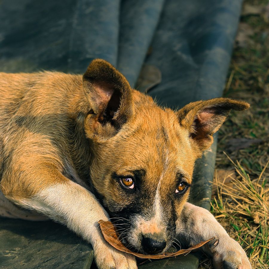 Portrait of Neema, a Tanzanian community dog looking for a home