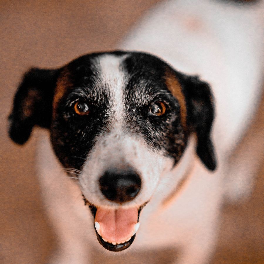 Portrait of Rafiki, a Tanzanian community dog looking for a home