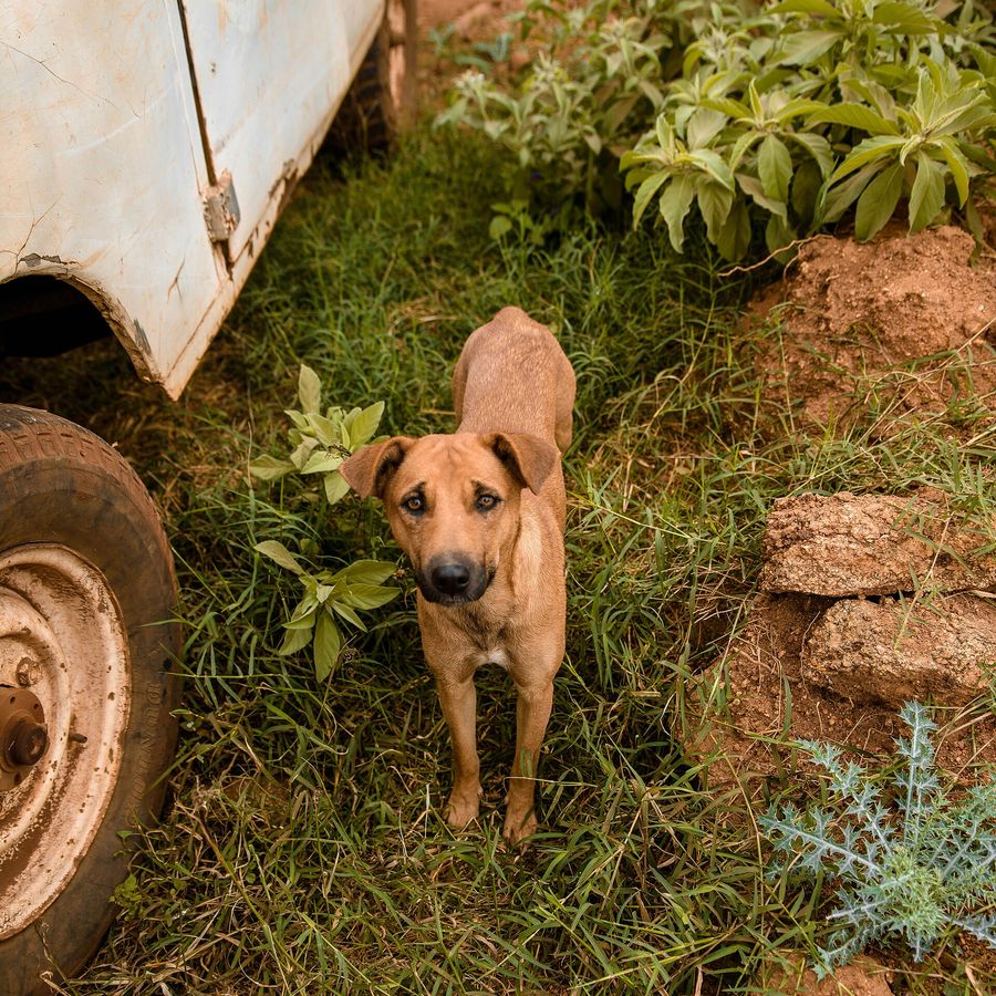 Portrait of Simba, a Tanzanian community dog looking for a home
