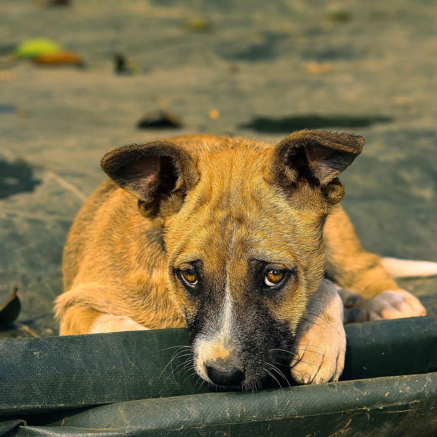 Portrait of Tumaini, a Tanzanian community dog looking for a home