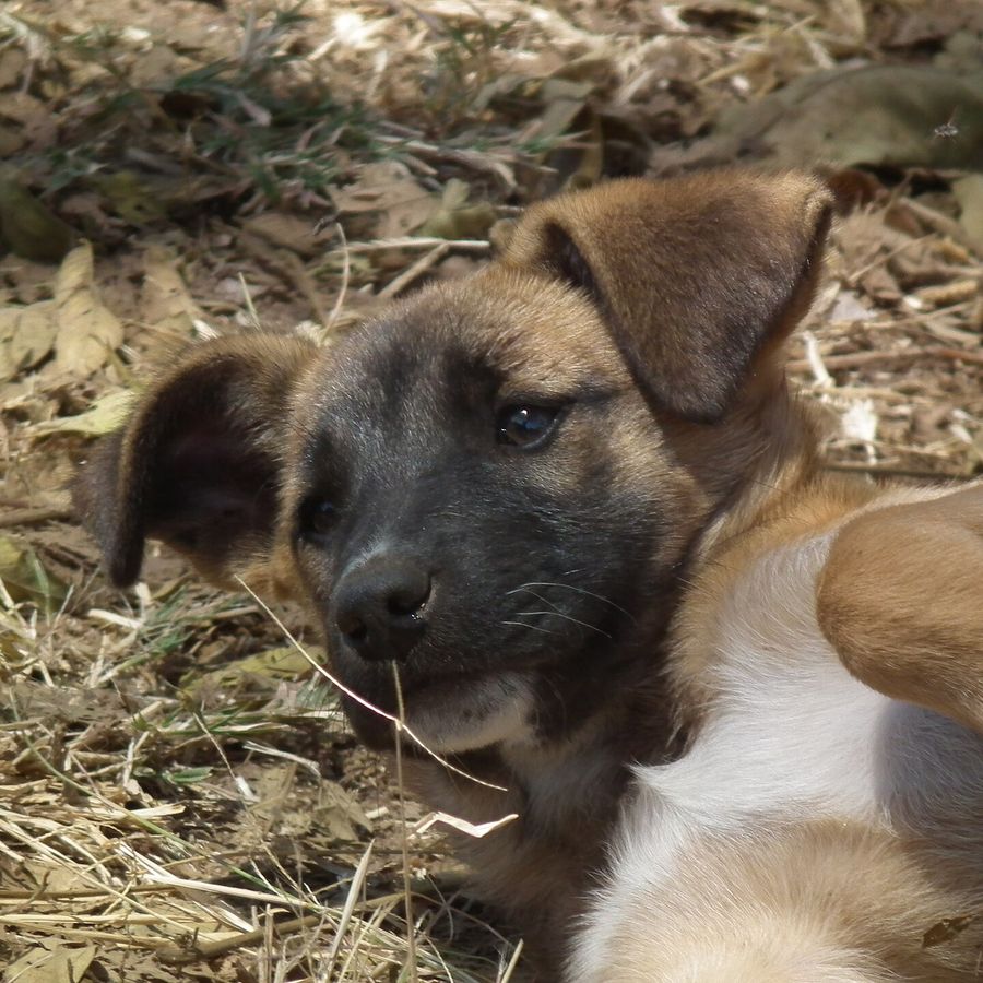 Portrait of Zuri, a Tanzanian community dog looking for a home