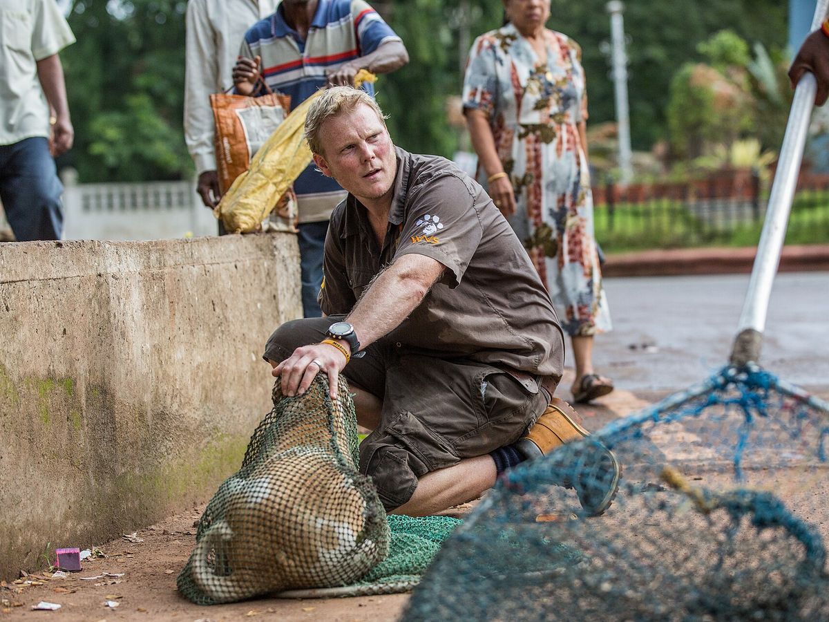 A veterinary team member kneeling on a street beside a dog held in a soft catch net