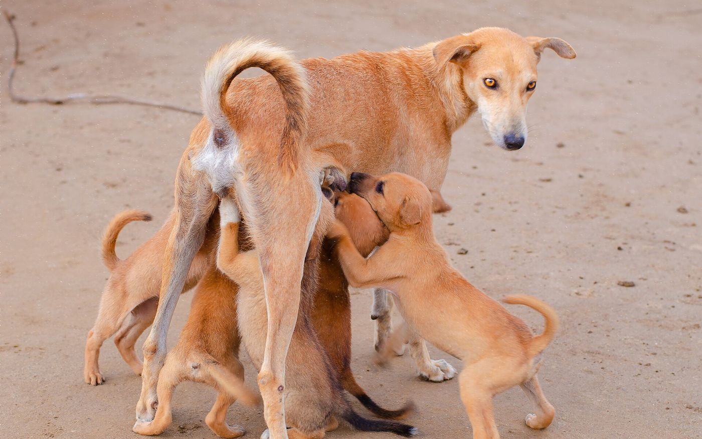 A thin mother dog standing on a dirt road while four puppies feed