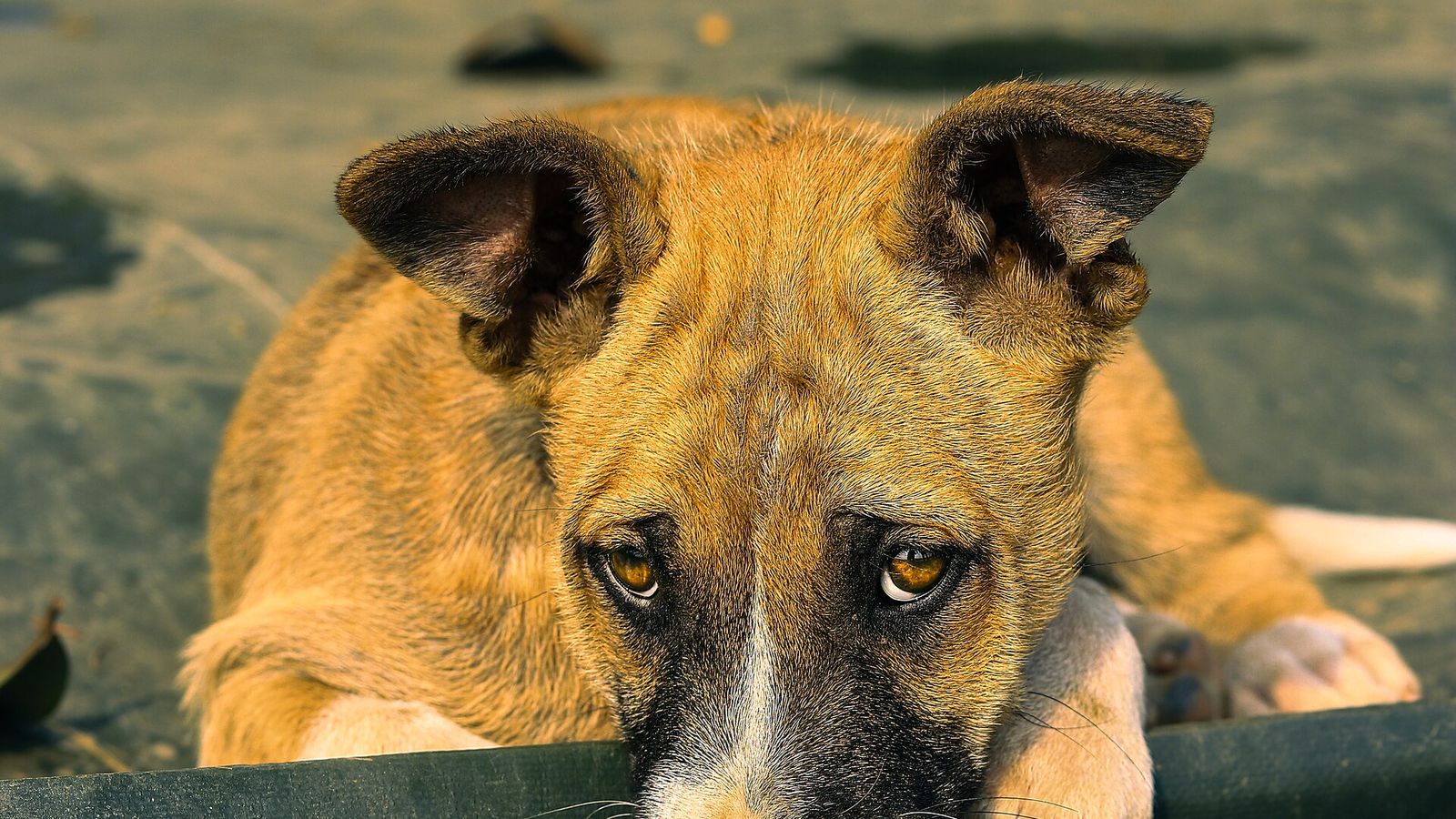 A tan dog resting its head on a metal rail, looking cautiously at the camera