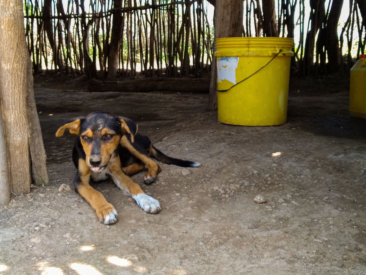 A young dog resting in the shade of a village compound next to water buckets